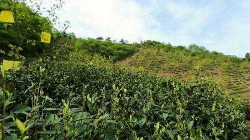 成都智慧农业监控系统：如何精准提升作物产量与品质